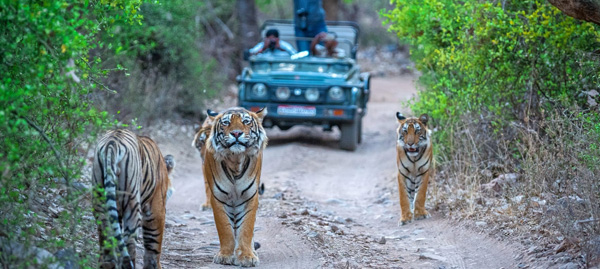 Jim Corbett Resorts