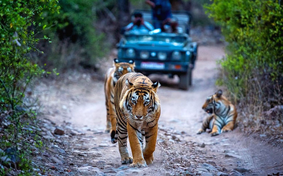 Ranthambore Hotels